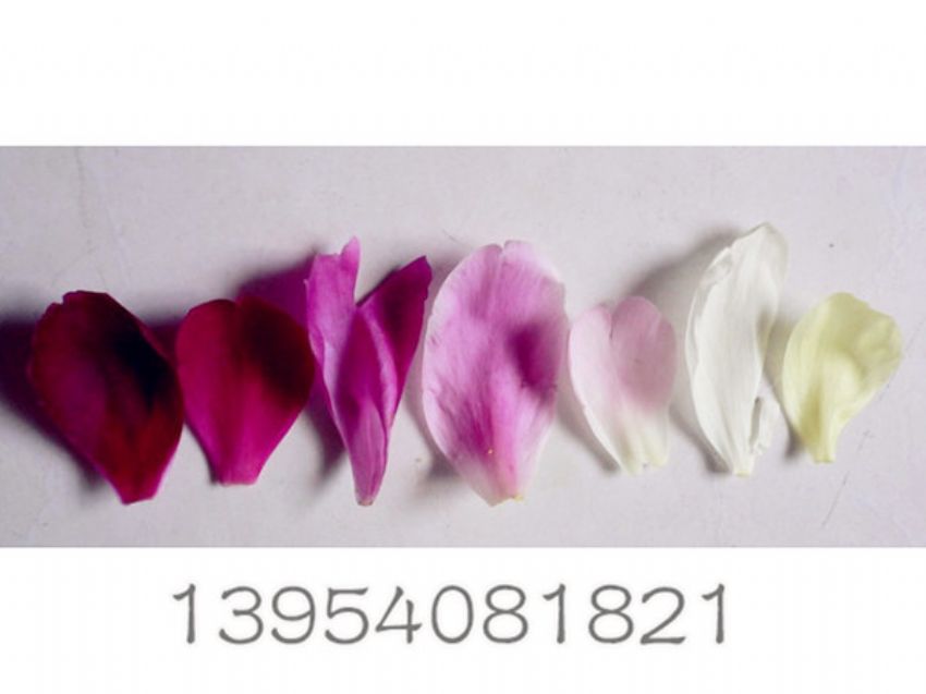 点击查看详细信息<br>标题：牡丹分色花瓣 阅读次数：1232